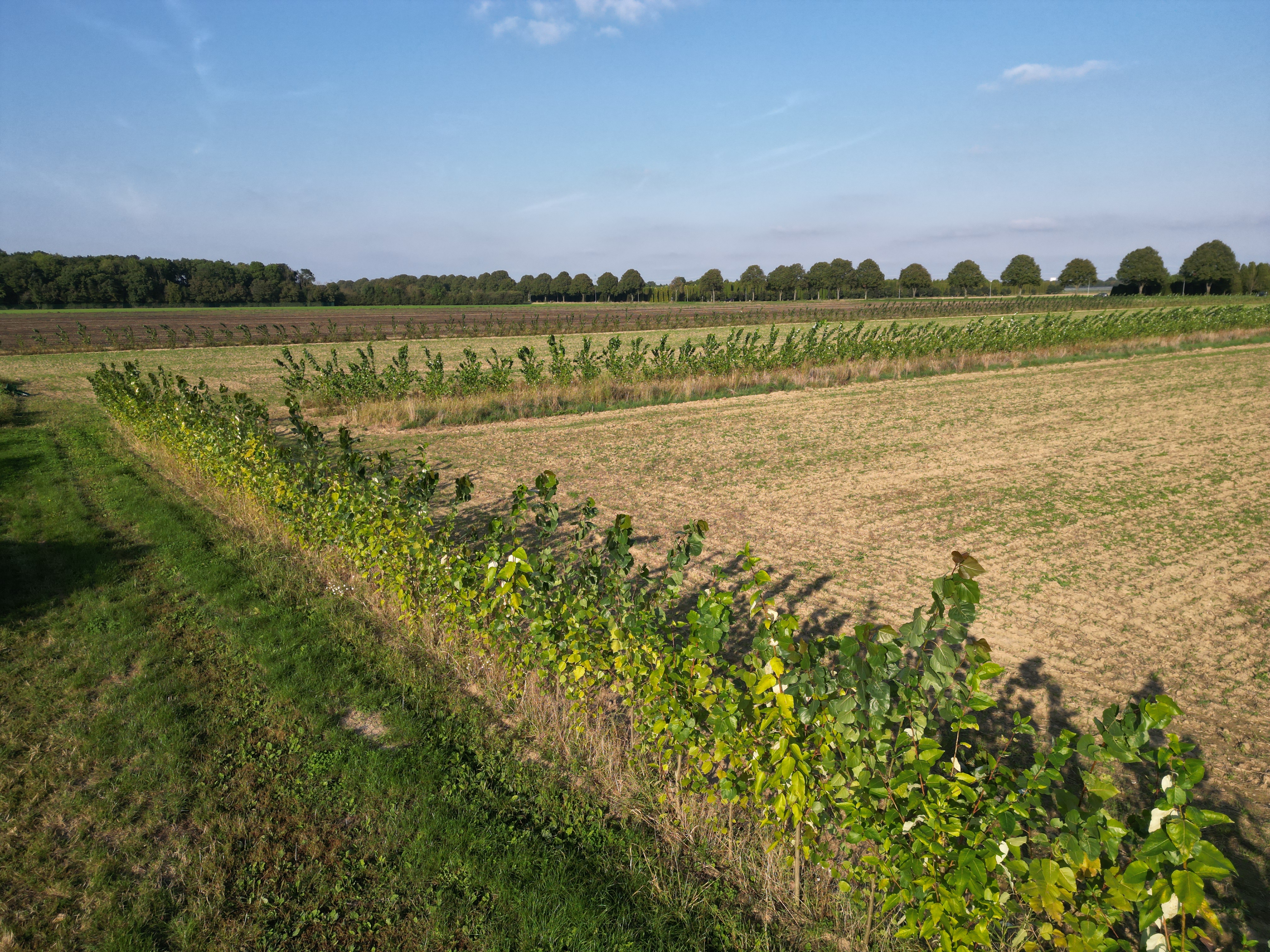 Drohnenaufnahme des Agroforst Lammertzhof